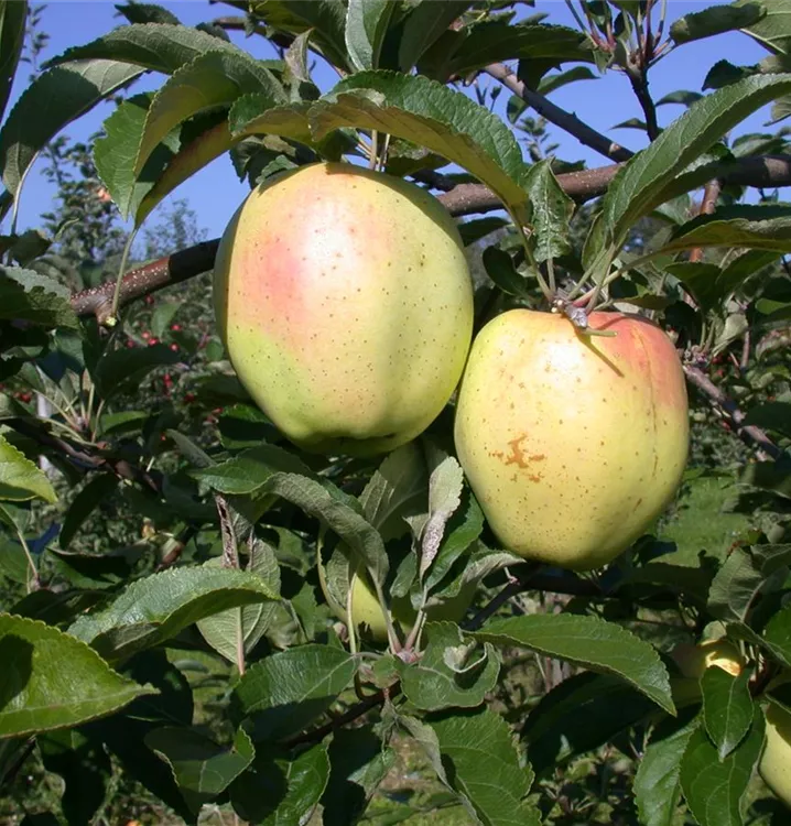 Apfelbaum (GS) Sommer