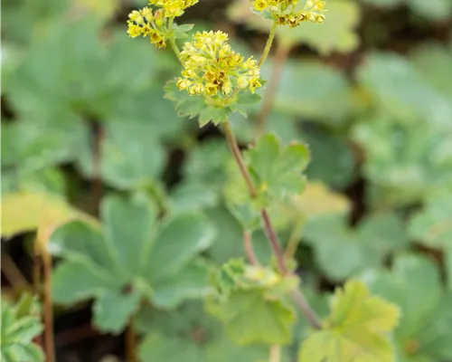 Alchemilla erythropoda