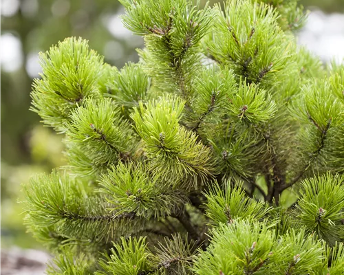 Pinus mugo Pinus mugo