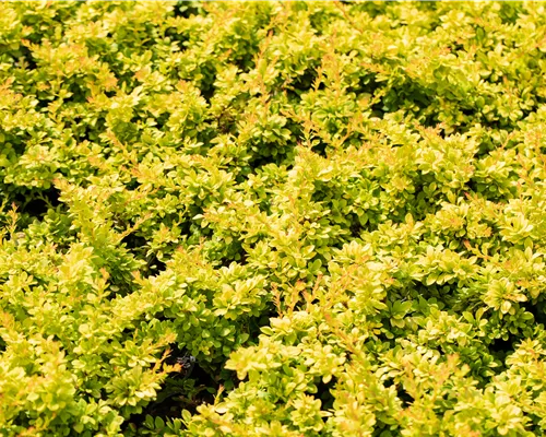 Berberis thunbergii 'Sunsation' Berberis thunbergii 'Sunsation'