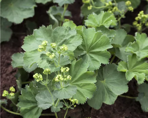 Alchemilla mollis
