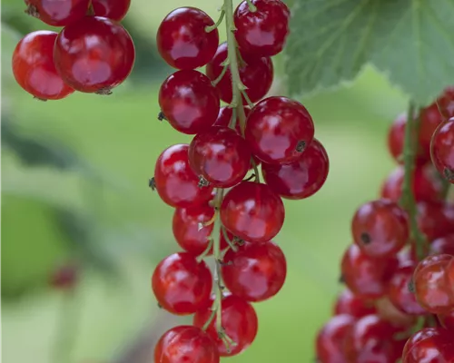 Ribes rubrum 'Rosetta' CAC I Ribes rubrum 'Rosetta' CAC I