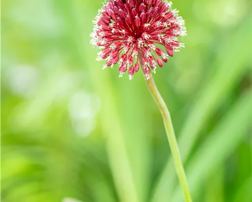 Allium sphaerocephalon Allium sphaerocephalon