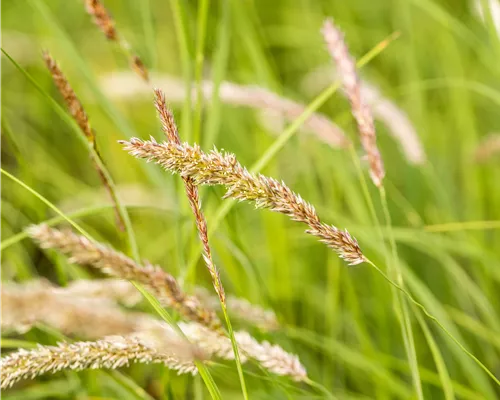 Melica ciliata Melica ciliata