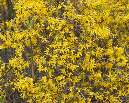 Forsythia 'Minigold' Forsythia 'Minigold'