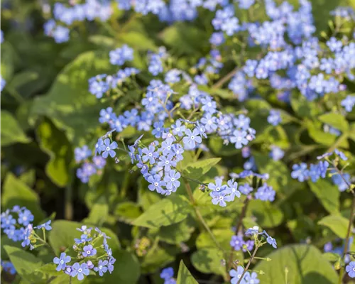 Brunnera macrophylla Brunnera macrophylla