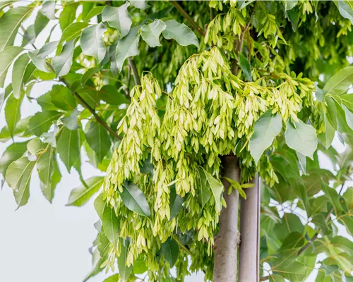 Fraxinus ornus 'Obelisk' Fraxinus ornus 'Obelisk'