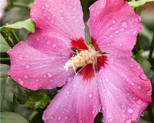 Hibiscus syriacus Hibiscus syriacus