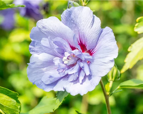 Hibiscus syriacus 'Blue Chiffon' -R- Hibiscus syriacus 'Blue Chiffon' -R-