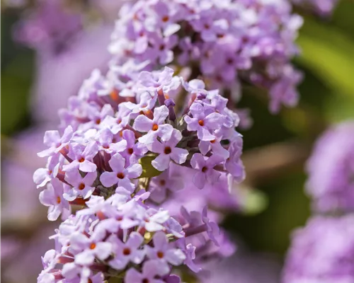 Buddleja alternifolia