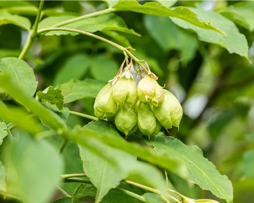 Staphylea pinnata Staphylea pinnata
