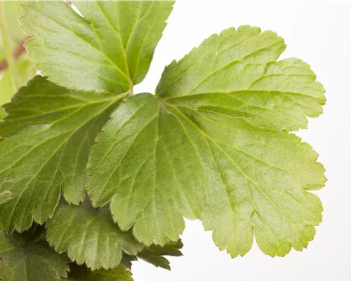 Waldsteinia ternata Waldsteinia ternata