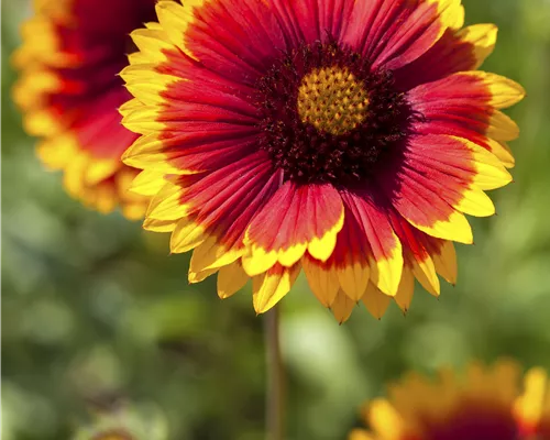 Gaillardia x grandiflora 'Kobold' Gaillardia x grandiflora 'Kobold'