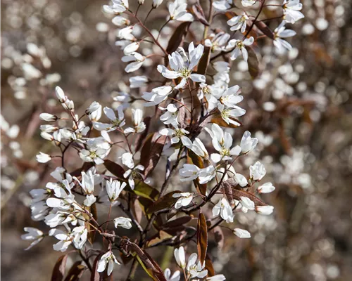 Amelanchier 'Rainbow Pillar' -R- Amelanchier 'Rainbow Pillar' -R-