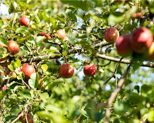Malus 'Blutapfel' Malus 'Blutapfel'