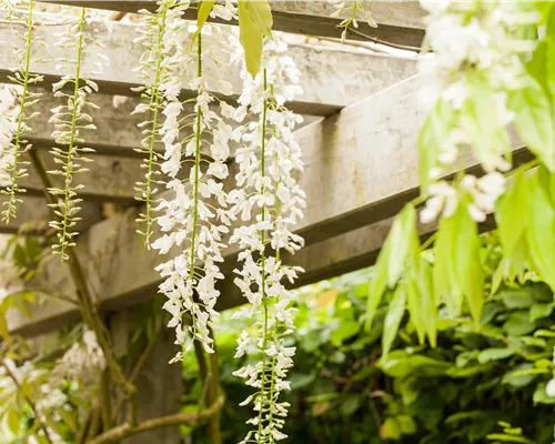 Wisteria floribunda 'Alba' Wisteria floribunda 'Alba'