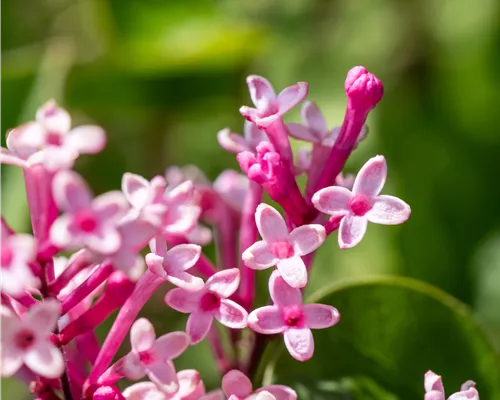 Syringa 'Tinkerbelle' -R- Syringa 'Tinkerbelle' -R-