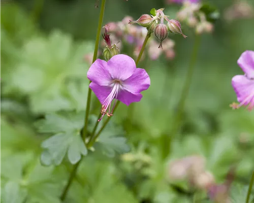 Geranium cantabrigiense 'Karmina' Geranium cantabrigiense 'Karmina'