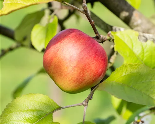 Malus 'Discovery' CAC Malus 'Discovery' CAC