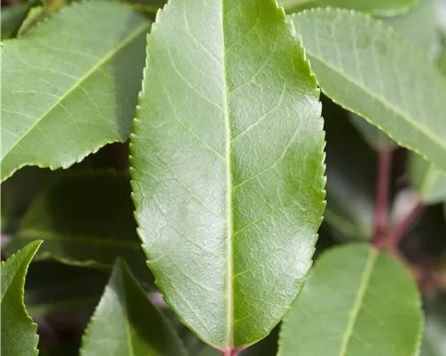 Prunus lusitanica 'Angustifolia' Prunus lusitanica 'Angustifolia'