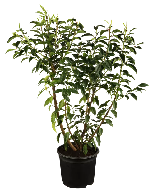 Prunus lusitanica 'Angustifolia' - Baumschule Teuffenbach