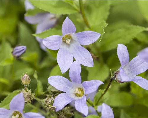 Campanula lactiflora 'Prichard's Variety' Campanula lactiflora 'Prichard's Variety'