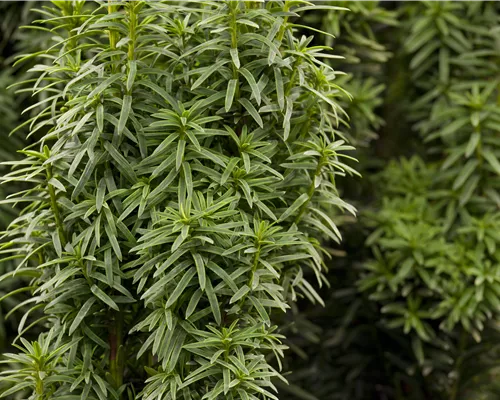 Taxus baccata 'David' Taxus baccata 'David'