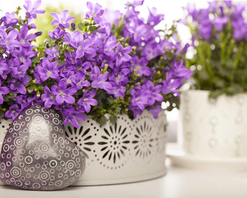 Campanula portenschlagiana Campanula portenschlagiana