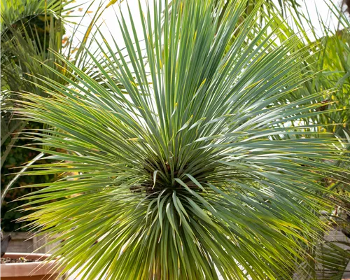 Yucca rostrata Yucca rostrata