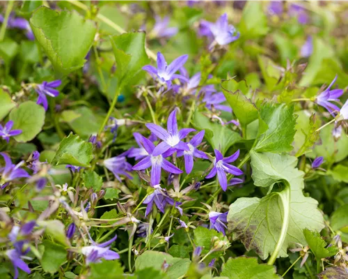 Campanula poscharskyana 'Stella' Campanula poscharskyana 'Stella'