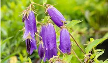 Glockenblume