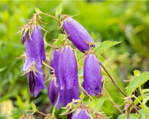 Campanula punctata 'Sarastro' Campanula punctata 'Sarastro'