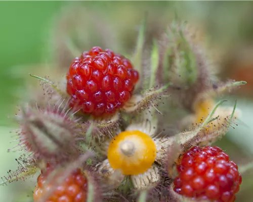 Rubus phoenicolasius Rubus phoenicolasius