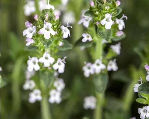 Thymus serpyllum 'Albus'