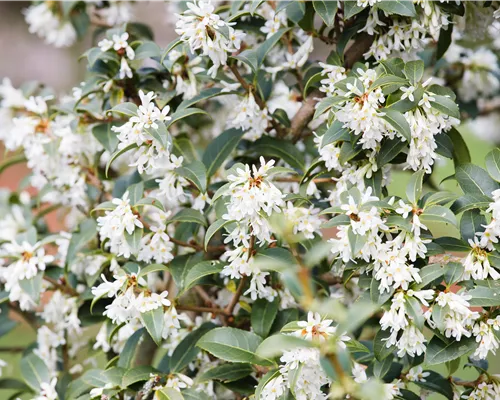 Osmanthus burkwoodii Osmanthus burkwoodii
