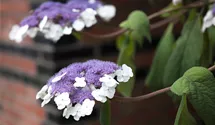 Großblättrige Schirmhortensie -lila