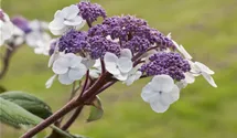 Großblättrige Schirmhortensie -lila