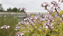 Großblättrige Schirmhortensie -lila