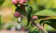 Großblättrige Schirmhortensie -lila