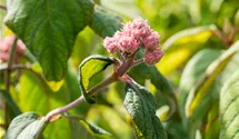 Großblättrige Schirmhortensie -lila