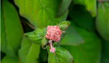 Großblättrige Schirmhortensie -lila