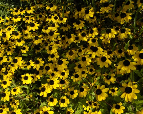 Rudbeckia triloba