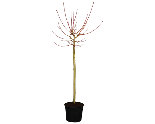 Salix gracilistyla 'Melanostachys' Salix gracilistyla 'Melanostachys'