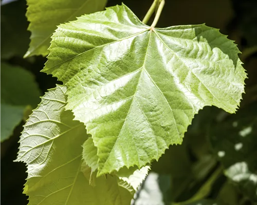 Tilia europaea 'Pallida' Tilia europaea 'Pallida'