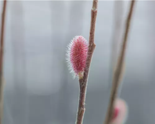 Salix gracilistyla 'Mount Aso'