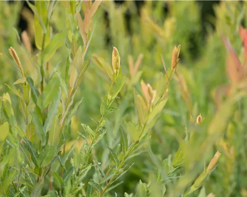 Salix purpurea Salix purpurea