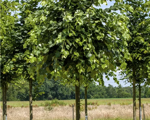 Tilia tomentosa 'Brabant' Tilia tomentosa 'Brabant'