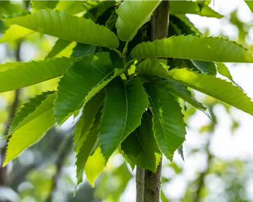 Castanea sativa 'Marigoule' CAC Castanea sativa 'Marigoule' CAC