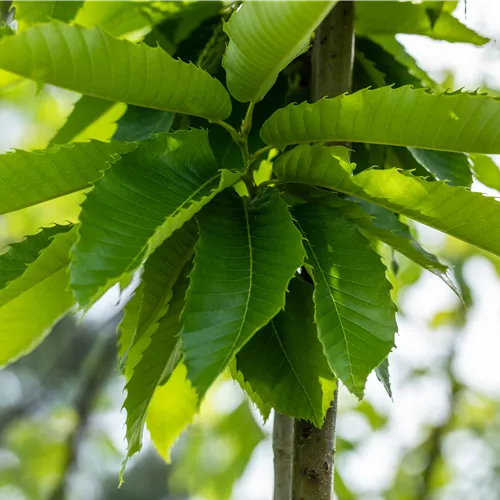 Castanea sativa 'Marigoule' CAC Castanea sativa 'Marigoule' CAC