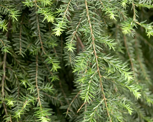 Tsuga canadensis 'Pendula'